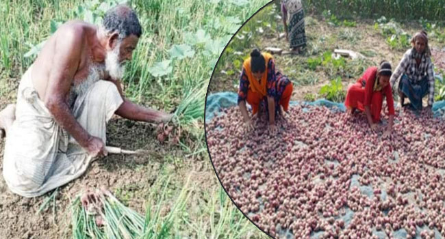 বেশি দামের আশায় অপরিপক্ক পেঁয়াজ তুলছেন কৃষক